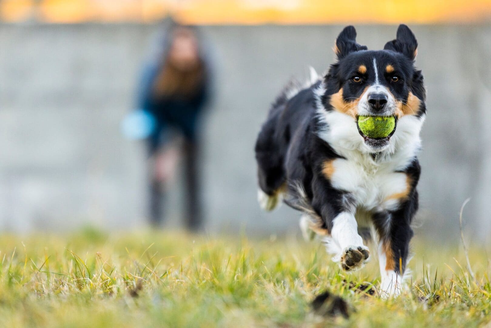 A dog running in the grass with a ball in its mouth.