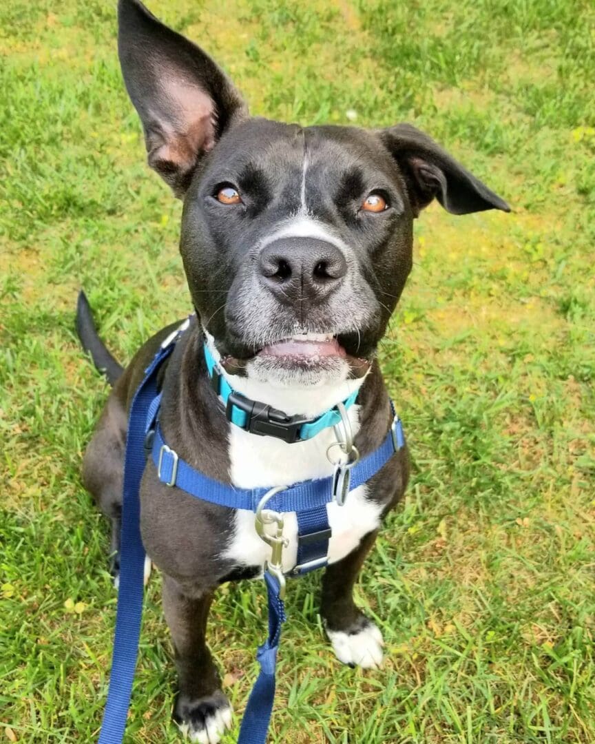 A black and white dog with blue collar in grass.