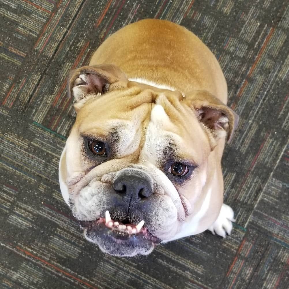 A dog sitting on the floor looking up at the camera.