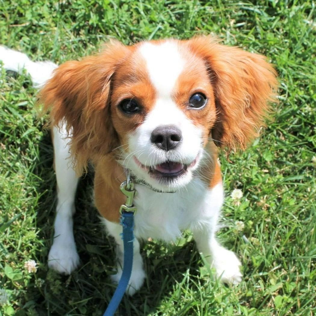 A dog with a leash in the grass.