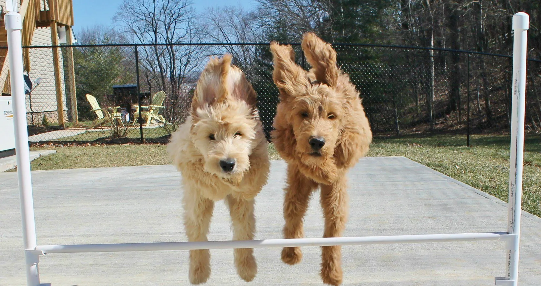 Two dogs jumping in the air on a tennis court.