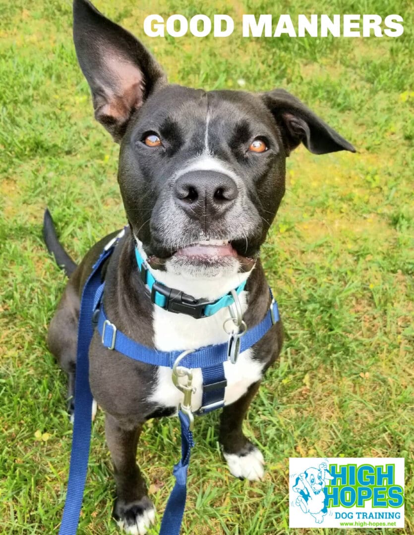High Hopes Dog Training Good Manners