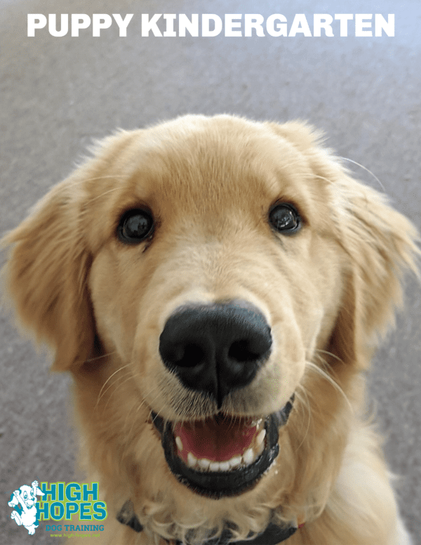 Puppy Kindergarten